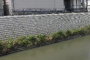温井川02