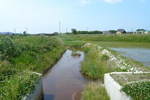 河辺西地区圃場03