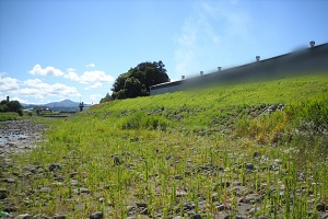 花月川01