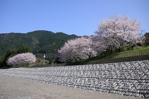 球磨川大門地区01